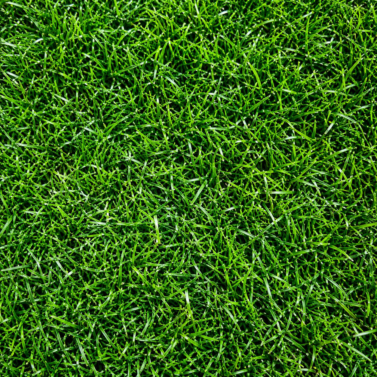 Pasto Decorativo